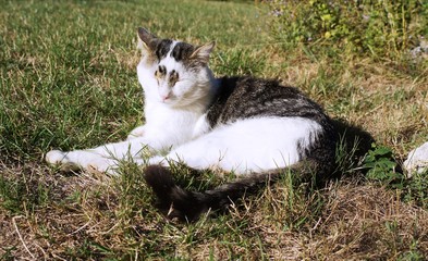 cat in the sun,ferret, animal, mammal, pet, polecat, cute, nature, white, fur, grass, raccoon, wild, cat, wildlife, animals, brown, furry, domestic, small, sable, pets, portrait, rodent, 