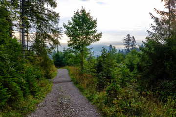 simple gravel country road in summer in forest