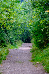 simple gravel country road in summer in forest