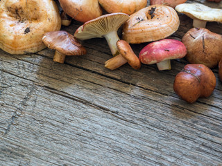 A variety of raw fresh forest mushrooms on wooden background