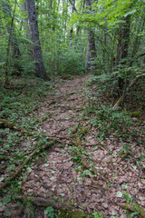 narrow trail in a dense forest in Filipstad Sweden