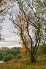 Fototapeta premium beautiful autumn landscape, yellow leaves in forest