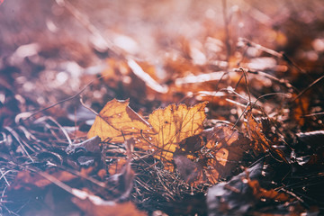 Beautiful bright autumnal background, dry yellow leaves lie on dry grass