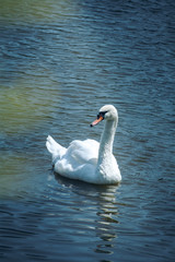 Swans in the city Park