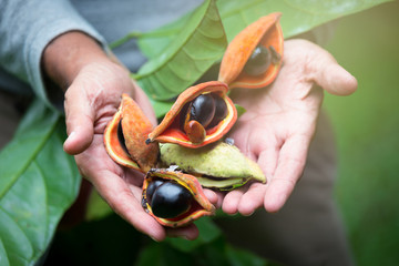 Sterculia monosperma, Chinese chestnut, Thai chestnut, Red Chestnut.