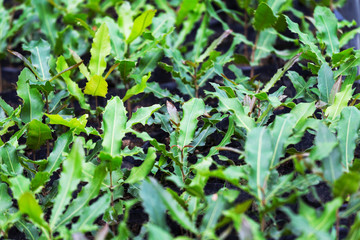 Naklejka na ściany i meble Macadamia nuts seedlings with green leaf, Northern Thailand.