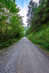 Fototapeta na wymiar simple gravel country road in summer in forest