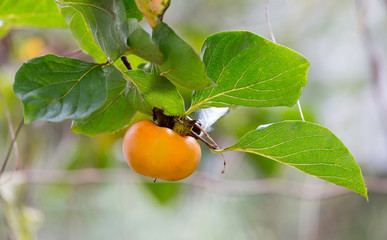 persimmons growing on a tree.