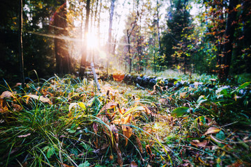beautiful bright sunset in a wild forest, beautiful scenery, natural background and texture