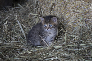 Getigertes K&auml;tzchen im Stall auf dem Bauernhof