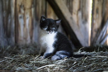 Schwarzwei&szlig;es K&auml;tzchen auf dem Bauernhof