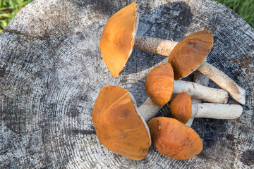 Autumn season forest harvest background. Wild forest edible mushrooms, orange-cap boletus on dark gray wooden table. Copy space, top view