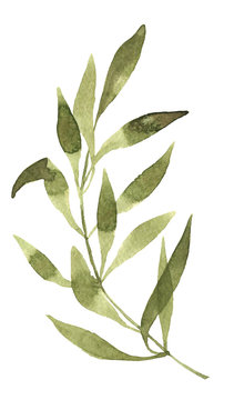 Olive watercolor branch on white background handpainting © Iraidka