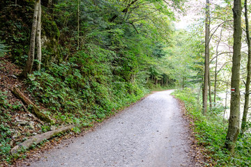 simple gravel country road in summer in forest