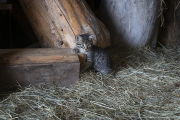 Getigertes Kätzchen im Stall auf dem Bauernhof
