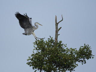 Grey Heron (Ardea cinerea)