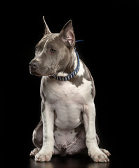 American Staffordshire Terrier Dog  Isolated  on Black Background in studio