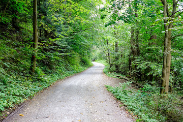 simple gravel country road in summer in forest