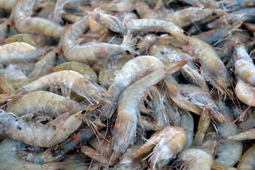 Fresh Sea food on ice at the market, the concept of healthy eating