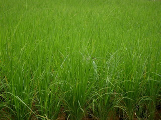 field of green grass