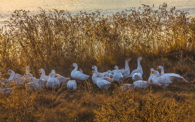 Geese on the pond at sunset. Geese on walks on a sunny day. Pond in the village. Stavropol Territory, South of Russia.