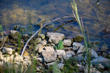 grenouille
