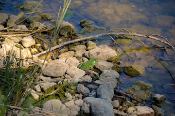 grenouille
