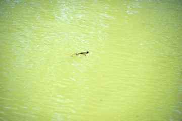 grenouille
