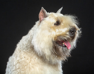 Bouvier des Flandres Dog Isolated  on Black Background in studio