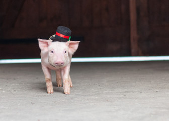 Schwein läuft als Glücksbringer, Rauchfangkehere, Schornsteinfeger, Glücksbringer