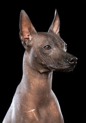 Xoloitzcuintle Dog Isolated  on Black Background in studio