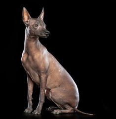 Xoloitzcuintle Dog Isolated  on Black Background in studio