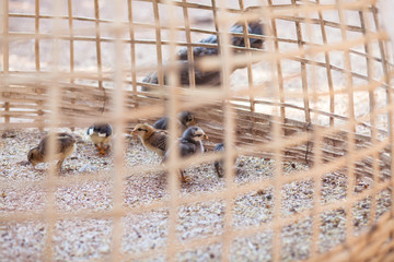 Chicks are locked in random.