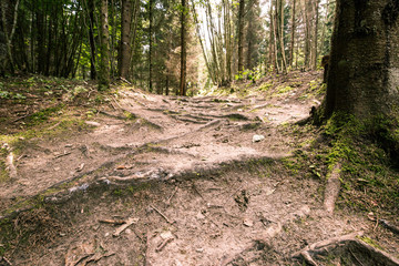 Fototapeta premium Magical Pokaini Forest