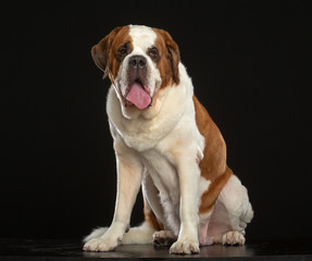 St. Bernard Dog Isolated  on Black Background in studio