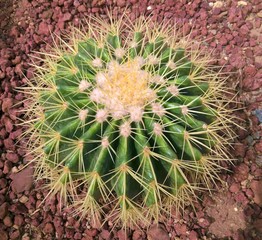 Spiky green cactus on pebble ground