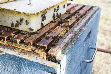 Wooden beehive and bees.