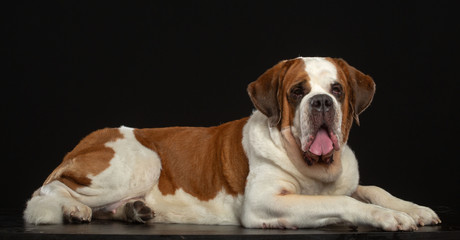 St. Bernard Dog Isolated  on Black Background in studio