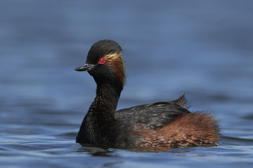 Black-necked grebe (Podiceps nigricollis)