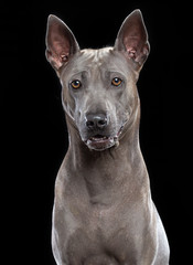 Thai Ridgeback Dog Isolated  on Black Background in studio