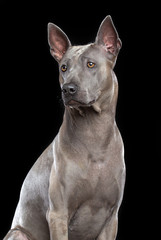 Thai Ridgeback Dog Isolated  on Black Background in studio