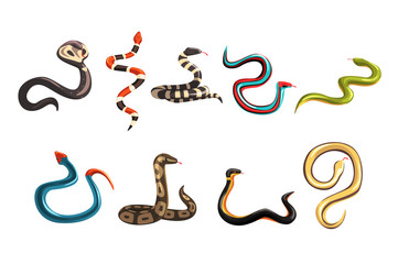 Fototapeta premium Kolorowa kolekcja różnych węży