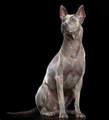 Thai Ridgeback Dog Isolated  on Black Background in studio