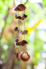 Shells used to decorate the house