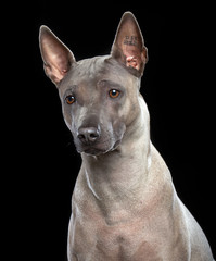 Thai Ridgeback Dog Isolated  on Black Background in studio