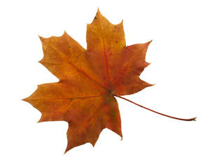 Autumn yellow maple leaf isolated on white background