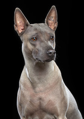 Thai Ridgeback Dog Isolated  on Black Background in studio