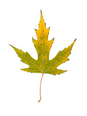 Autumn yellow maple leaf isolated on white background
