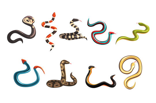 Colorful collection of various snakes