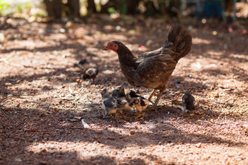 The chicken takes the tricky tricks.
